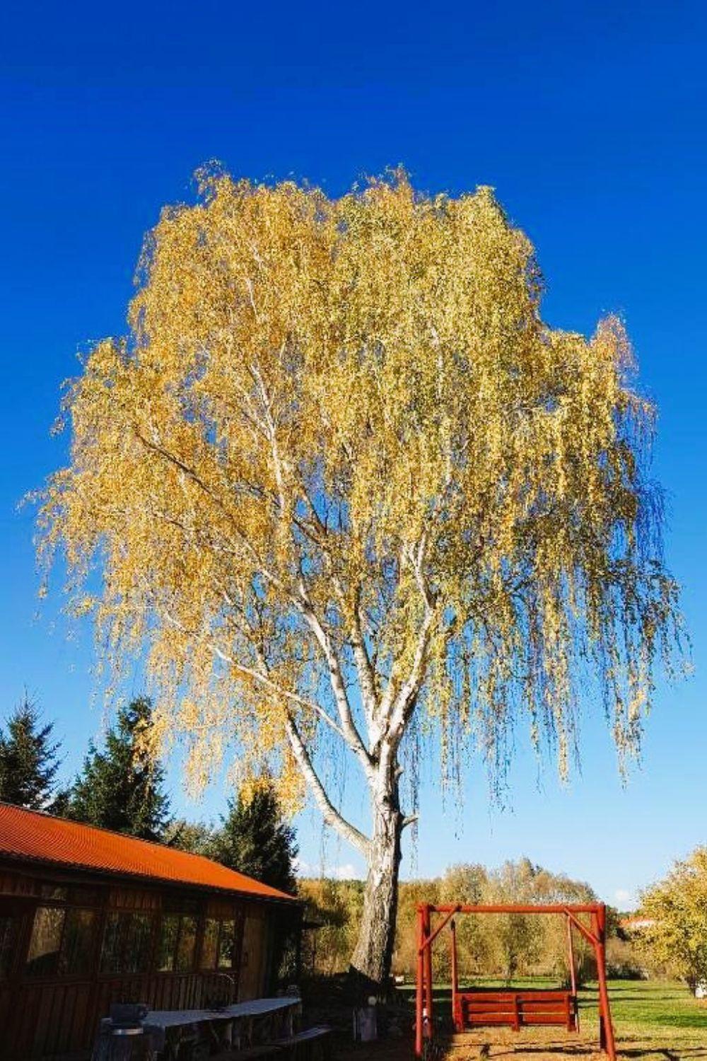 Bauernhof Olszyna Pod Brzoza *