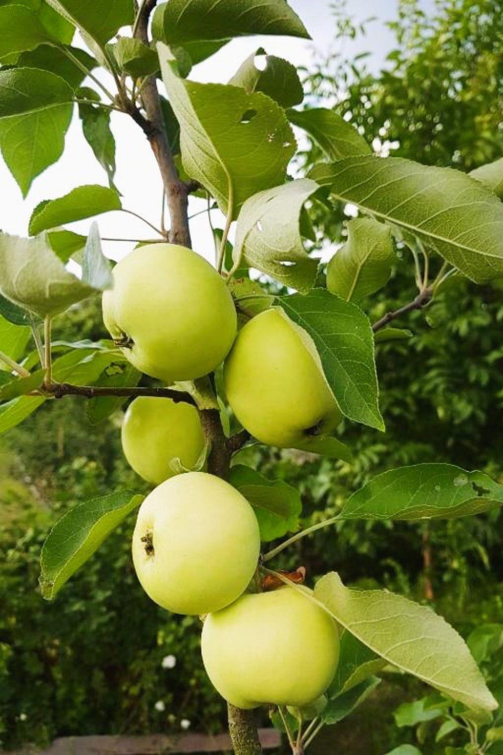 Olszyna Pod Brzoza Bauernhof